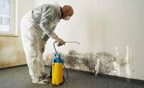 Best Black Mold Removal  in Denison, IA