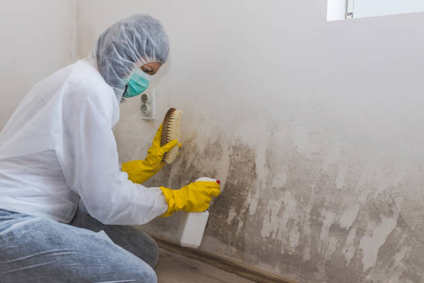 Best Real Estate Mold Inspection  in Denison, IA